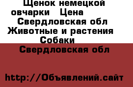 Щенок немецкой овчарки › Цена ­ 6 000 - Свердловская обл. Животные и растения » Собаки   . Свердловская обл.